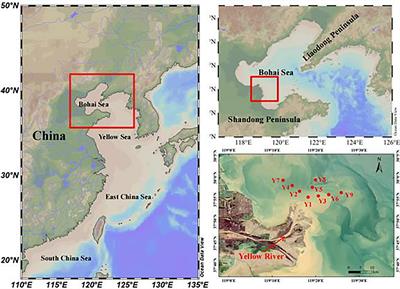 Molecular size-fraction and seasonal characteristics of dissolved trace metals in river and estuarine waters of the Yellow River, China